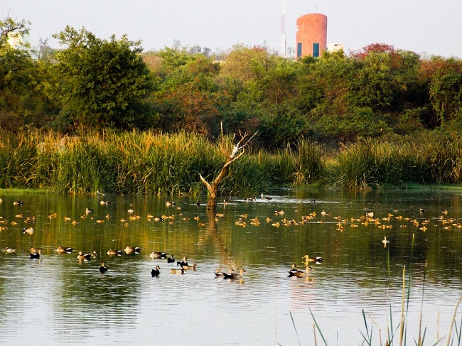 peacock lake at University of Hyderabad