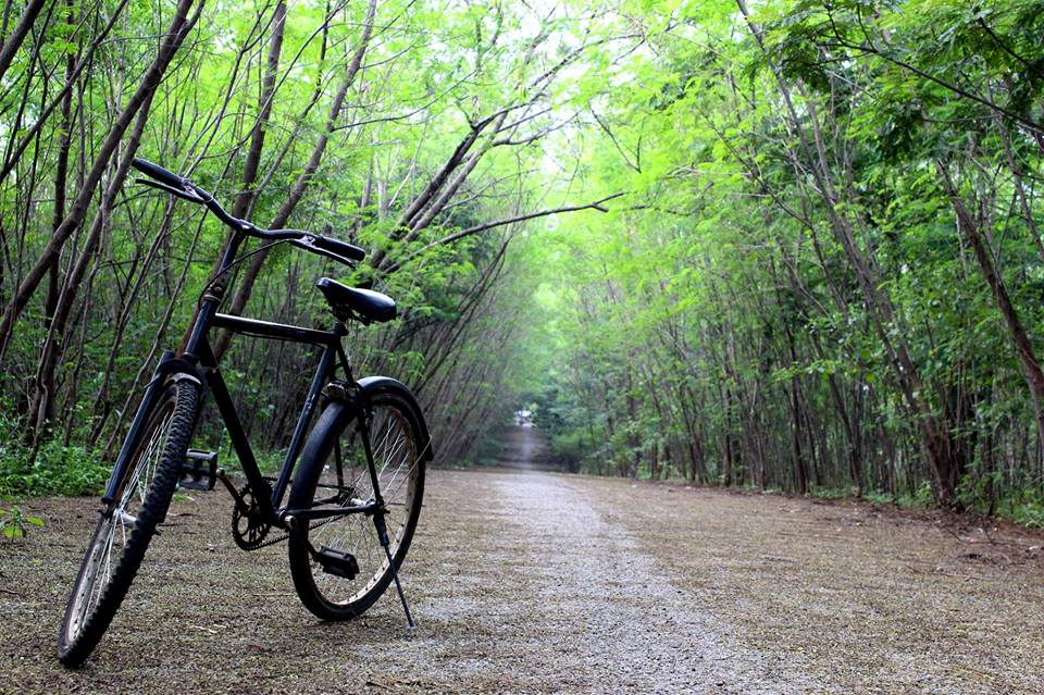 way leading to mushroom rock with lush green trees on both sides of the road. a bicycle is parked to the front